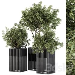 Outdoor Plant Set 276 Plant Set in Metal Pot 