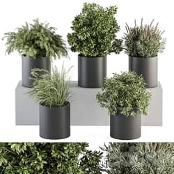 indoor Plant Set 305 Small Plant pot 3D Models 3DSKY 
