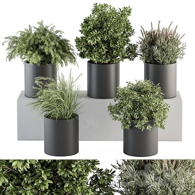 indoor Plant Set 305 Small Plant pot 3D Models 3DSKY