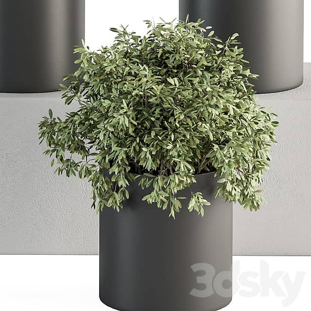 indoor Plant Set 305 Small Plant pot 3D Models 3DSKY