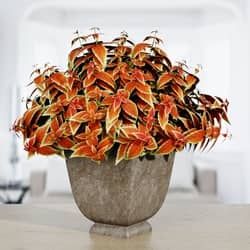 Plant 3 Bouquet 3D Models 