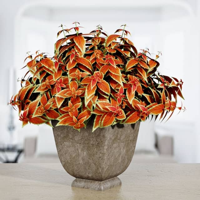 Plant 3 Bouquet 3D Models