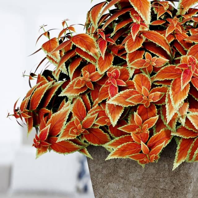 Plant 3 Bouquet 3D Models