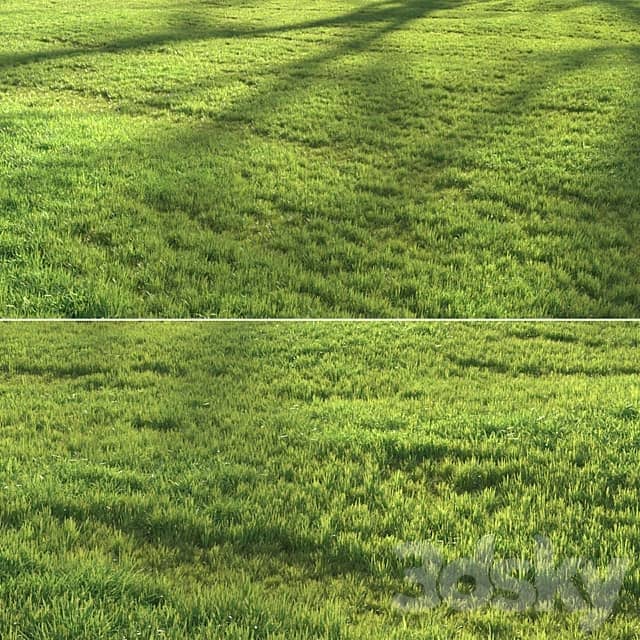 Sunset grass 3D Models 3DSKY