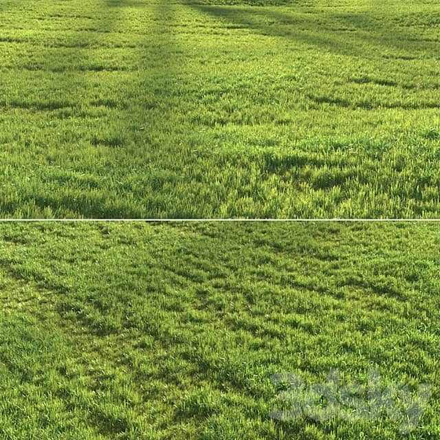 Sunset grass 3D Models 3DSKY