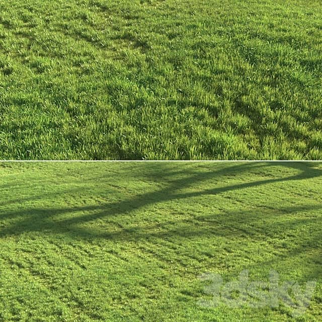 Sunset grass 3D Models 3DSKY