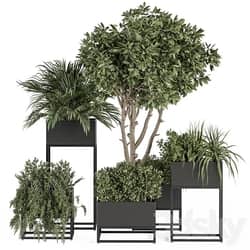 indoor Plant Set 327 Plant Set in Black Box 3D Models 