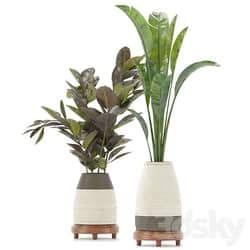 Collection Indoor Plants Set Nim01 3D Models 