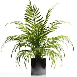 ARECA PALM PLANT 12 3D Models 