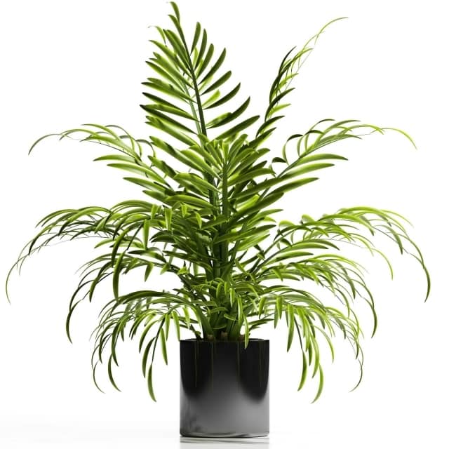 ARECA PALM PLANT 12 3D Models