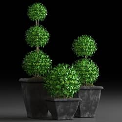 PLANTS 15 3D Models 