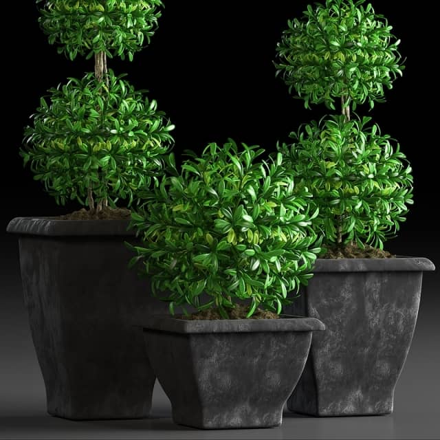 PLANTS 15 3D Models