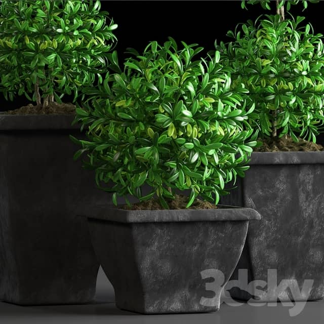 PLANTS 15 3D Models