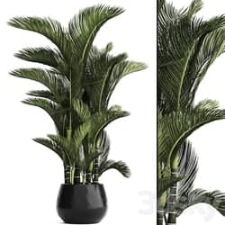 Dypsis lutescens. Dipsis yellowish ornamental palm tree tropical exotic thickets plant flowerpot pot interior indoor outdoor 3D Models 