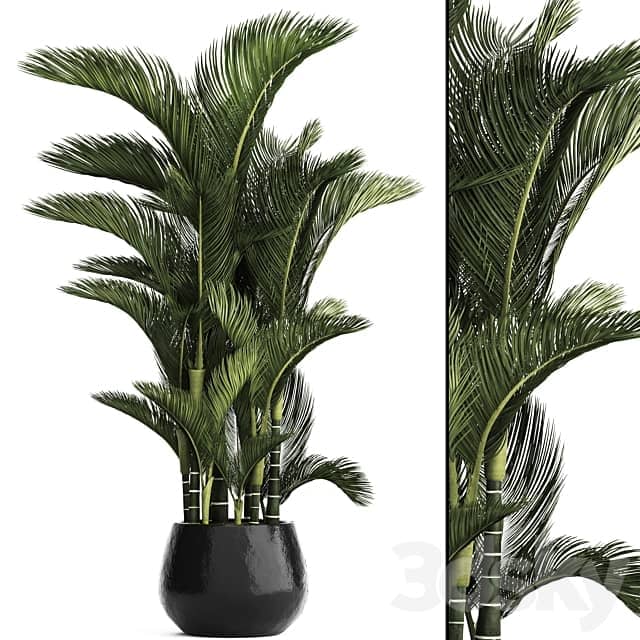 Dypsis lutescens. Dipsis yellowish ornamental palm tree tropical exotic thickets plant flowerpot pot interior indoor outdoor 3D Models