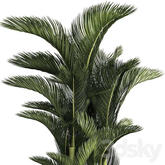 Dypsis lutescens. Dipsis yellowish ornamental palm tree tropical exotic thickets plant flowerpot pot interior indoor outdoor 3D Models