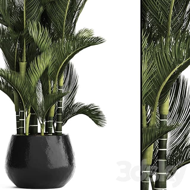 Dypsis lutescens. Dipsis yellowish ornamental palm tree tropical exotic thickets plant flowerpot pot interior indoor outdoor 3D Models