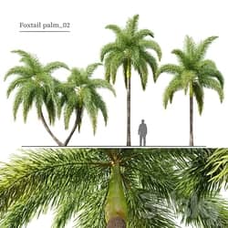 Foxtail Palm 02 3D Models 