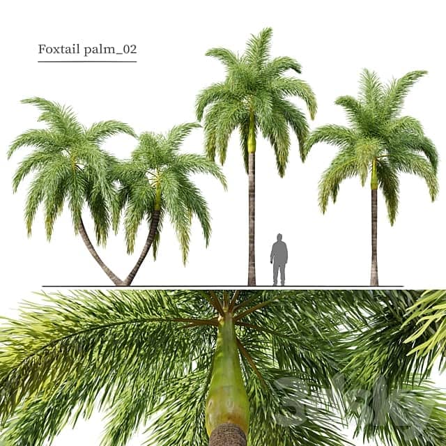 Foxtail Palm 02 3D Models