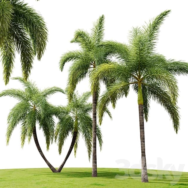 Foxtail Palm 02 3D Models