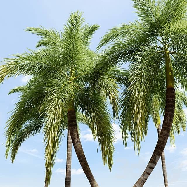 Foxtail Palm 02 3D Models