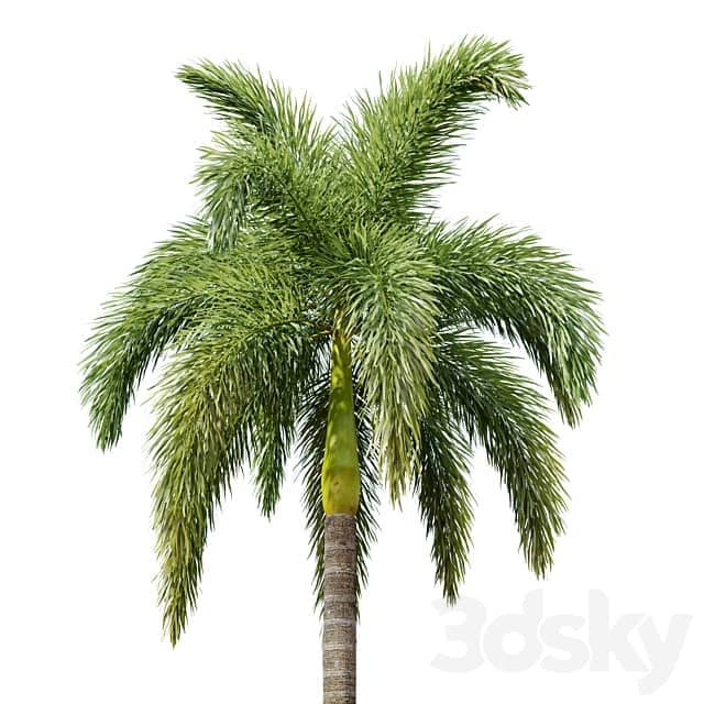 Foxtail Palm 02 3D Models