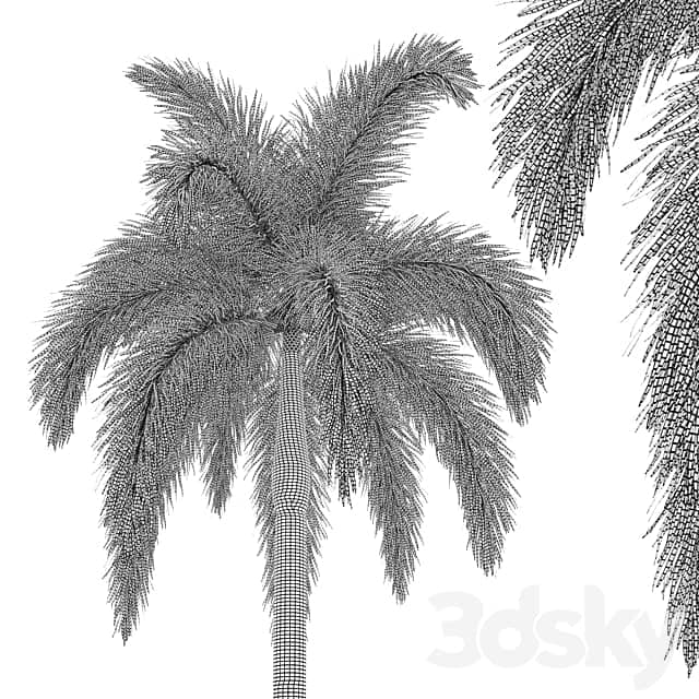 Foxtail Palm 02 3D Models
