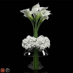 Calla Lily 2 3D Models 
