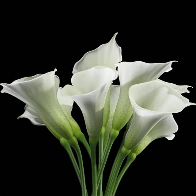 Calla Lily 2 3D Models