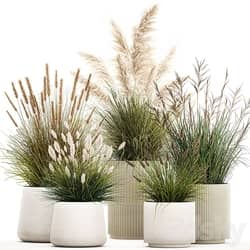 Pampas grass with bushes in white flower pots, landscaping, feather grass grass, reed grass. Plant collection 1255 