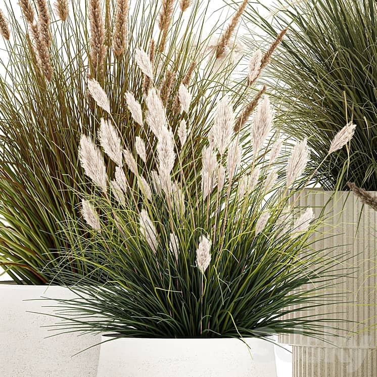 Pampas grass with bushes in white flower pots, landscaping, feather grass grass, reed grass. Plant collection 1255