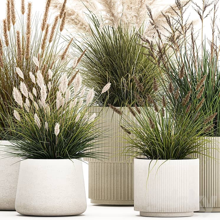 Pampas grass with bushes in white flower pots, landscaping, feather grass grass, reed grass. Plant collection 1255