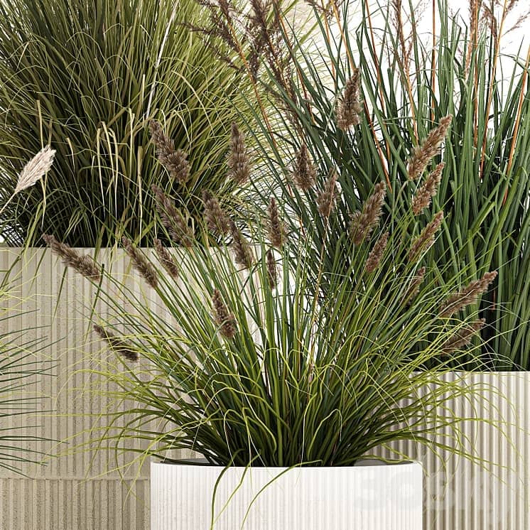Pampas grass with bushes in white flower pots, landscaping, feather grass grass, reed grass. Plant collection 1255