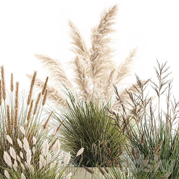 Pampas grass with bushes in white flower pots, landscaping, feather grass grass, reed grass. Plant collection 1255