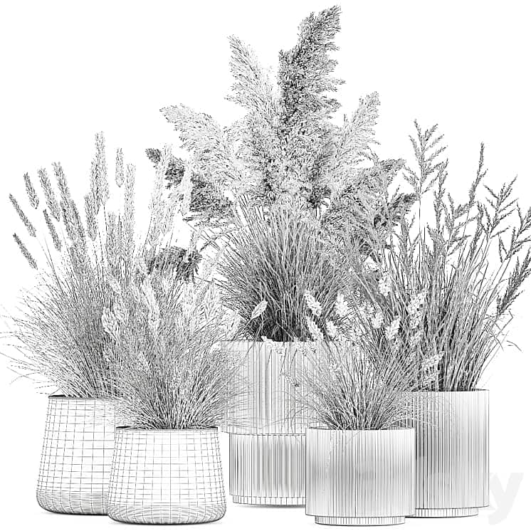 Pampas grass with bushes in white flower pots, landscaping, feather grass grass, reed grass. Plant collection 1255