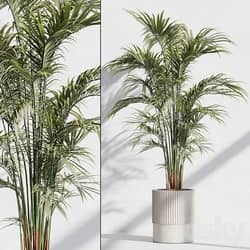 indoor plant set 76 