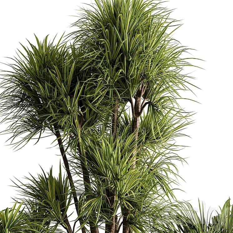 Plant Box Outdoor Plants 580