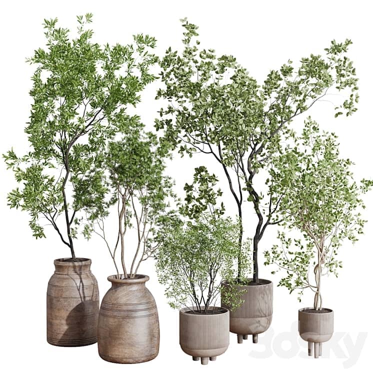 collection indoor plant 456 wooden old and concrete vase