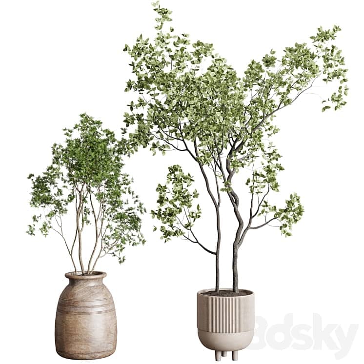 collection indoor plant 456 wooden old and concrete vase