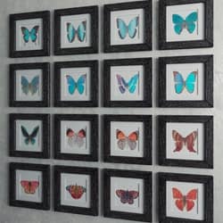 Set quot Butterfly quot  