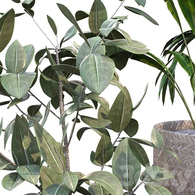 plant in vase collection set 214 3D Models 3DSKY