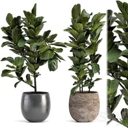 Collection of plants 006 3D Models 