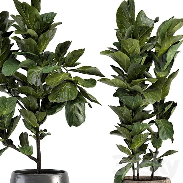 Collection of plants 006 3D Models