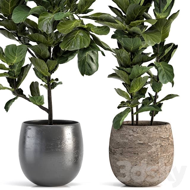 Collection of plants 006 3D Models