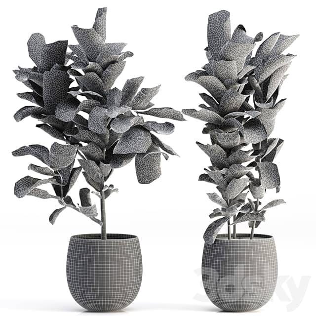 Collection of plants 006 3D Models