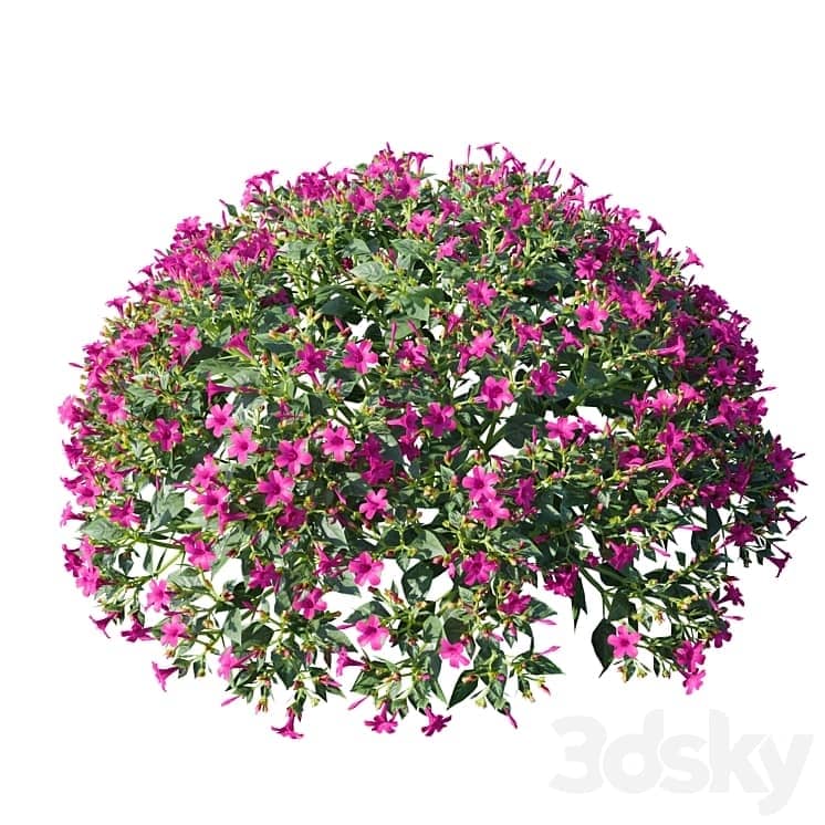 Mirabilis jalapa (Fuchsia) August (Corona) Mirabilis jalapa