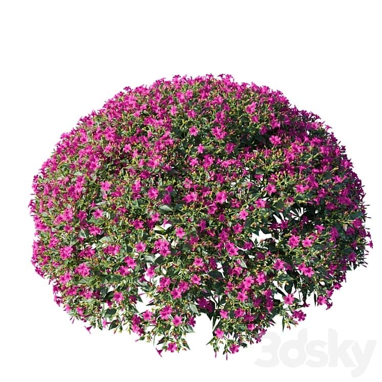 Mirabilis jalapa (Fuchsia) August (Corona) Mirabilis jalapa