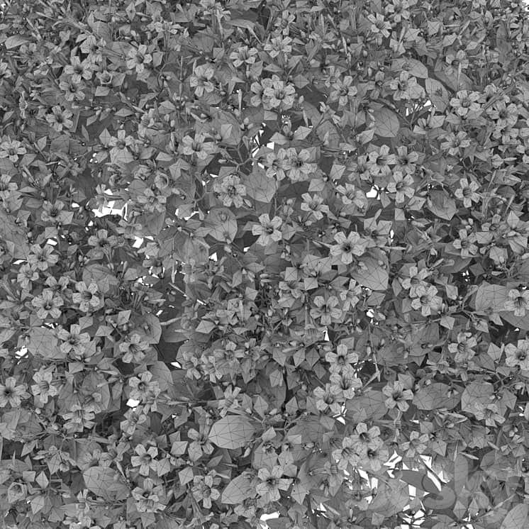 Mirabilis jalapa (Fuchsia) August (Corona) Mirabilis jalapa