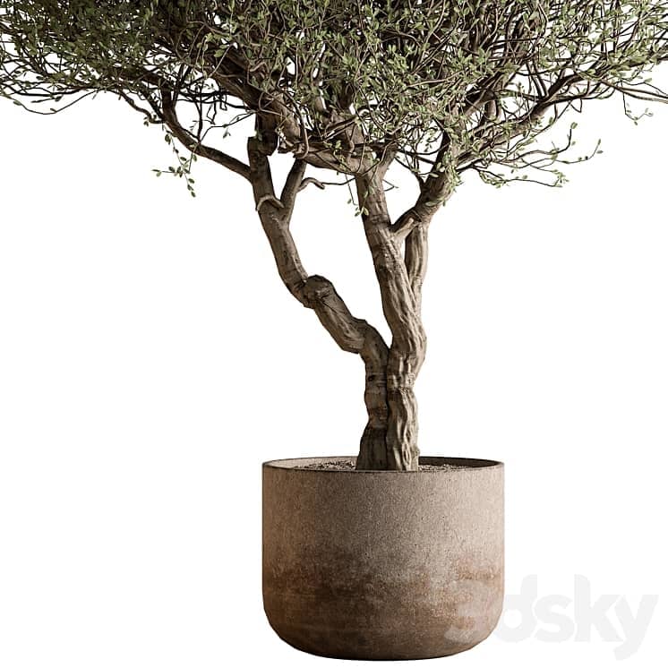 Outdoor Plants 594 Tree in Pot