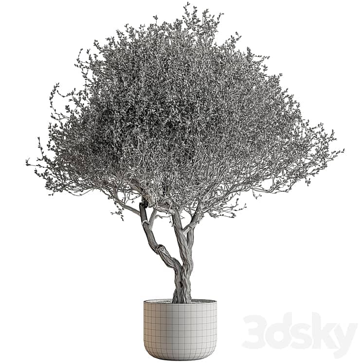 Outdoor Plants 594 Tree in Pot